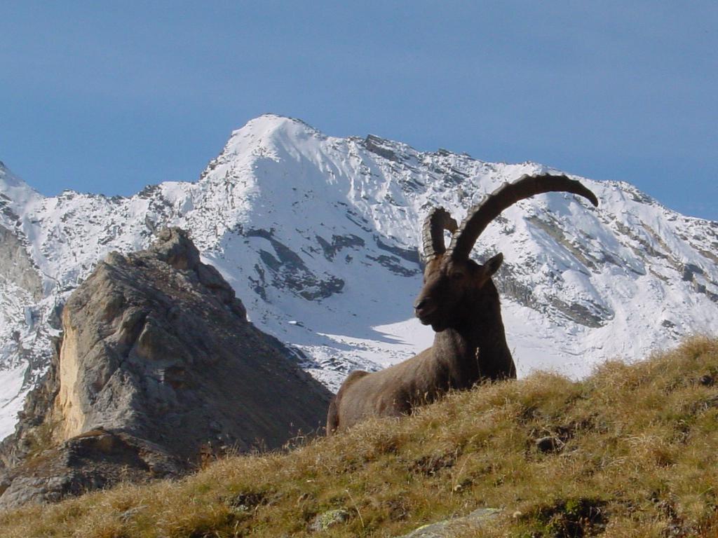 Hotel De La Vanoise Pralognan-la-Vanoise Dış mekan fotoğraf